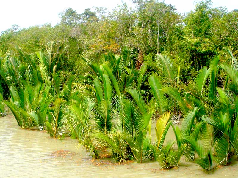 Golpata-at-Sundarbans