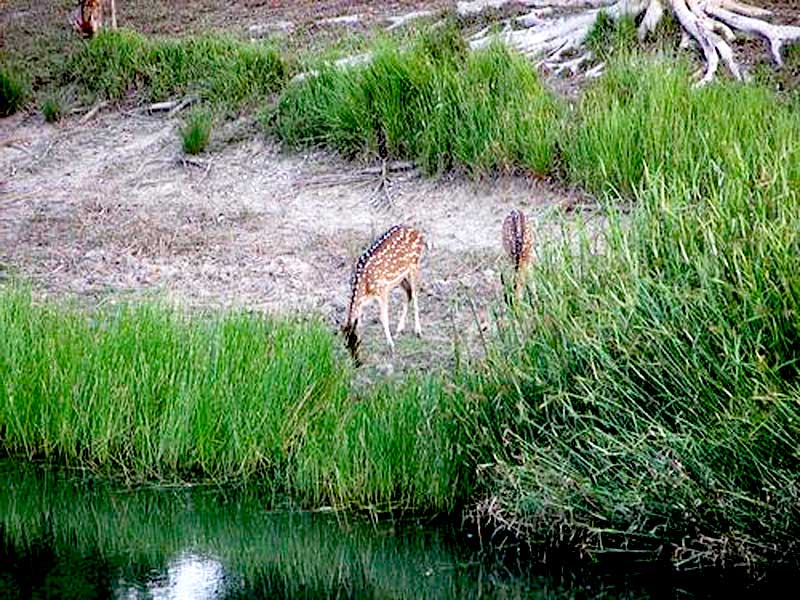 Sundarban-Deer
