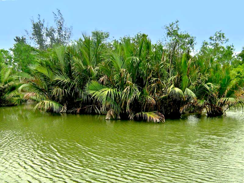 Sundarban-Golpata