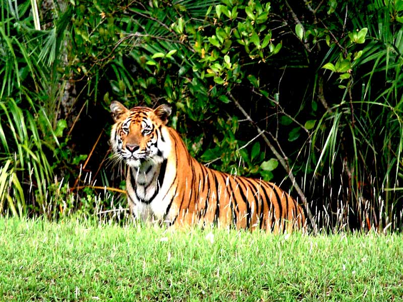 http://www.sundarbantours.com/wp-content/gallery/sundarban_gallery_2/Sundarban-Tiger.jpg