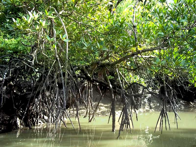 Sundarban-View