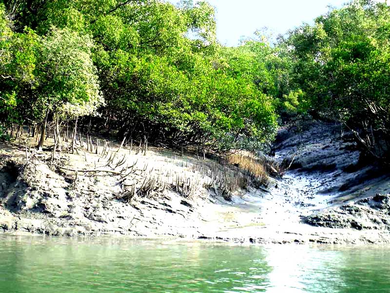 Sundarbans river and forest