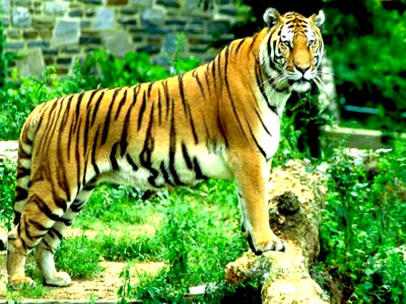 royal bengal tiger