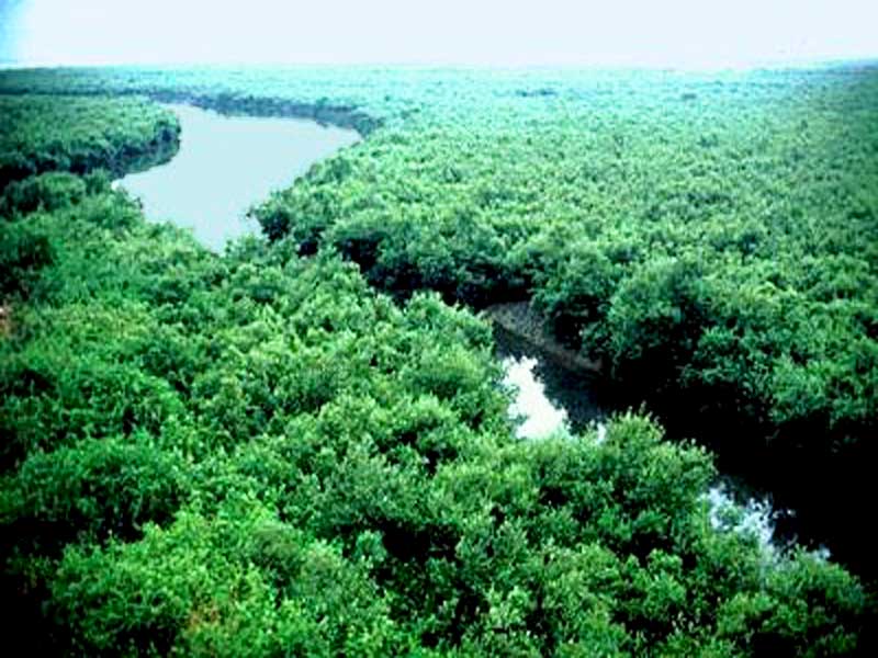 sundarban bangladesh