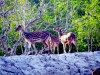Deer-at-Sundarban