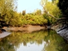 River-at-Sunderban