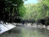river of Sundarban forest