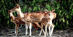 Spotted Deer