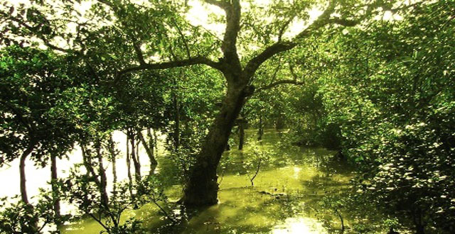 sundarban picture