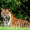 Royal Bengal Tiger