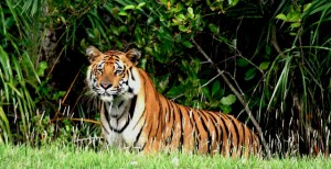 Royal Bengal Tiger