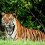 Sundarban National Park