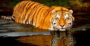_Royal Bengal Tiger Sundarban Bangladesh