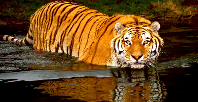 Royal Bengal Tiger | SundarbanTours