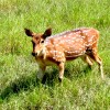 Sundarban Deer