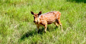 Sundarban Deer