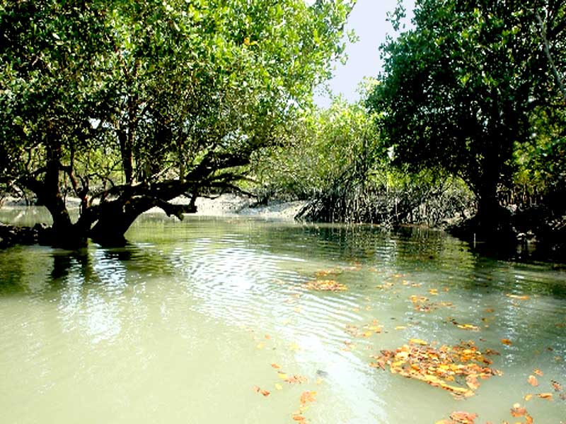 Sundarban-Tree-and-River
