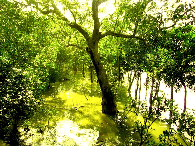 Sundarban tree river and forest