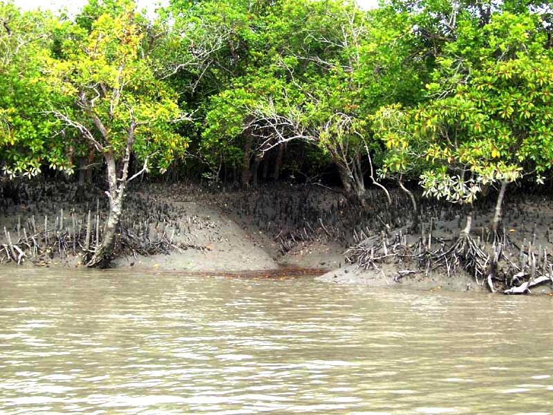 Sundarban forest